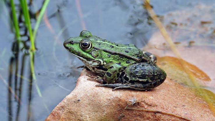 A Frog's Home Is Called A Pond